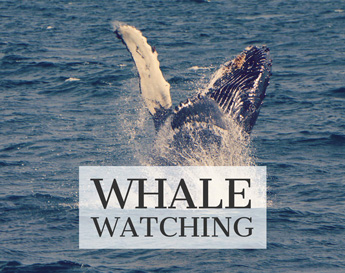 Alaskan charters whale watching image