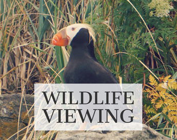 Alaskan charters wildlife viewing image