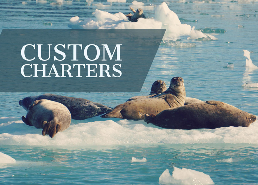 Seals basking on floating ice on one of Babkins custom Alaska boat charters