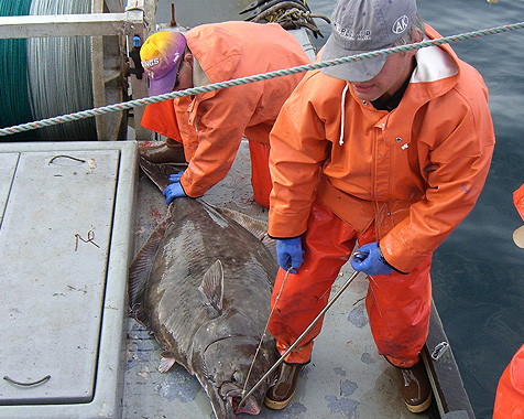 Commercial fishing Alaska Halibut fish landed