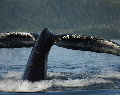Whale Watching on corporate Alaska charters Prince William Sound