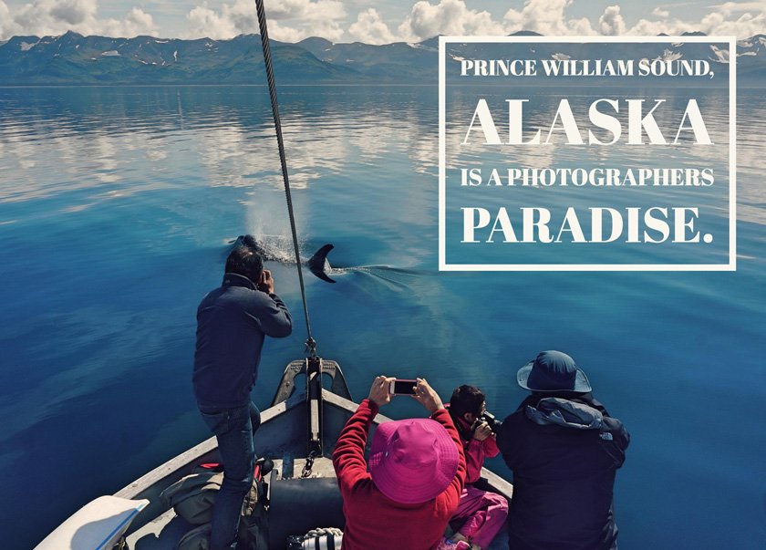 Client taking wildlife photo on a custom Prince Wiliam Sound Cruise