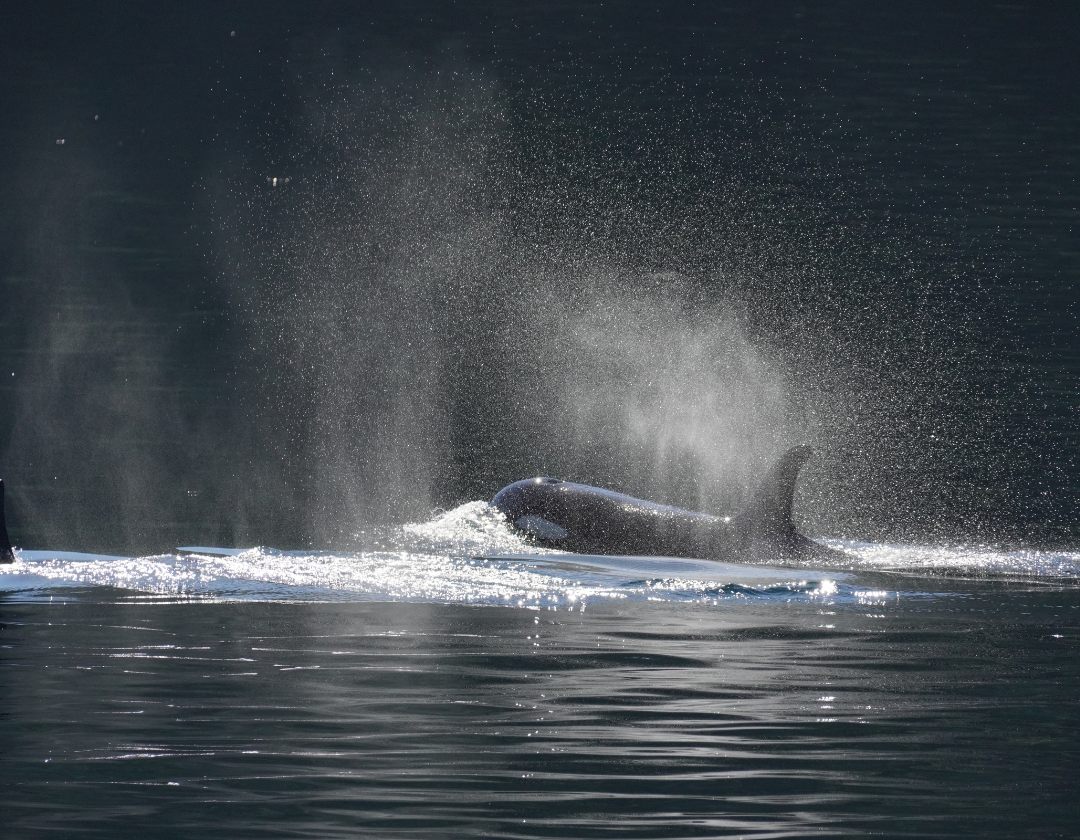 Wildlife viewing aboard the Babkin charter - Orca spotting